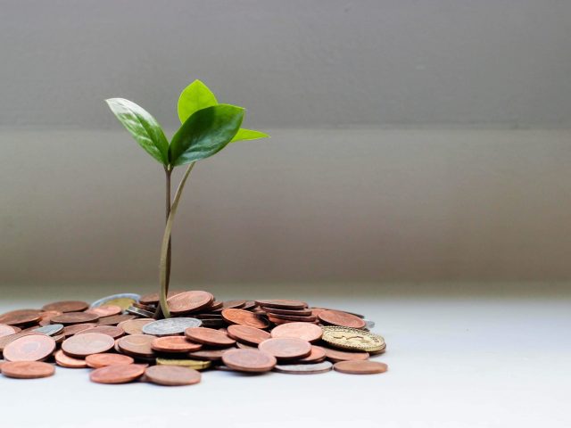 Ultimate-Guide-to-Growing-and-Caring-for-Money-Tree-Plants-scaled